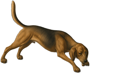 Scout